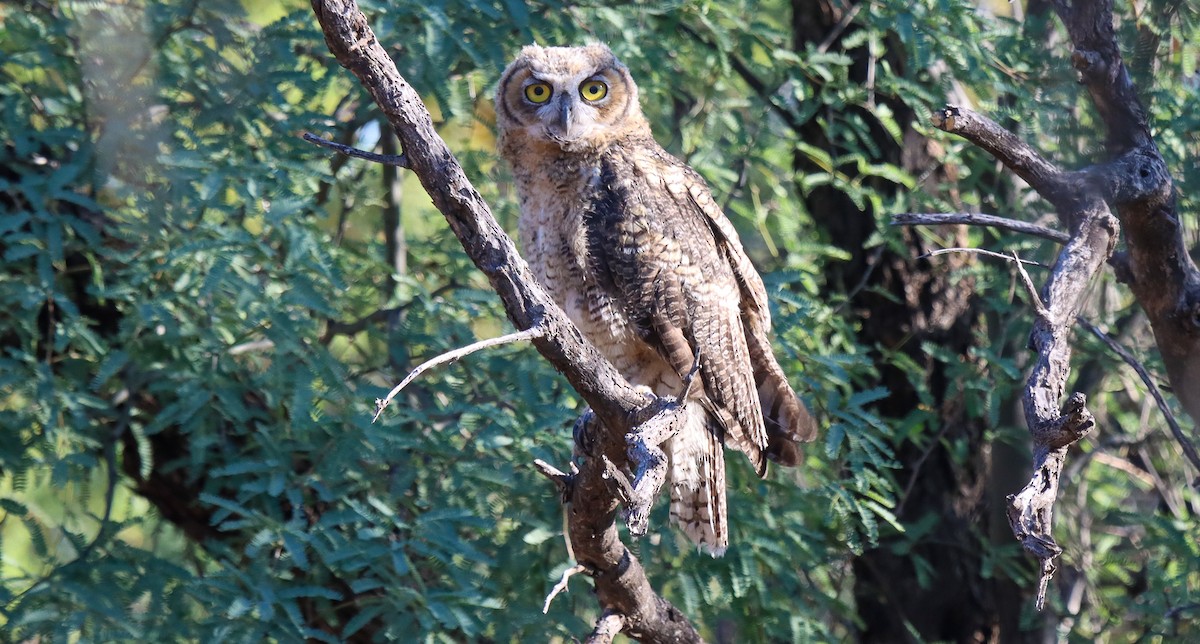 Great Horned Owl - ML620426142