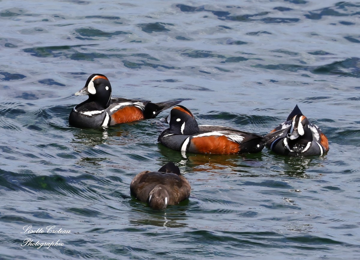 Harlequin Duck - ML620426143