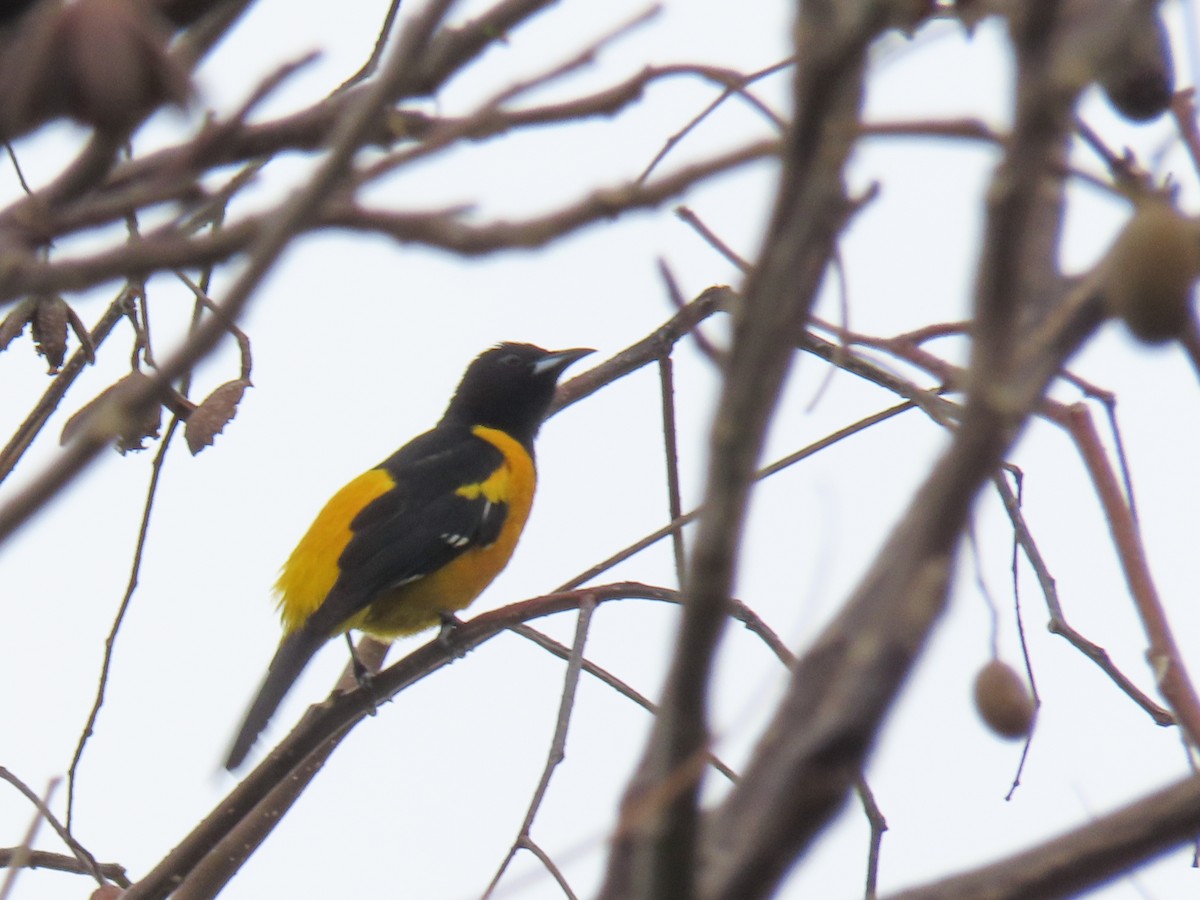 Bar-winged Oriole - ML620426144