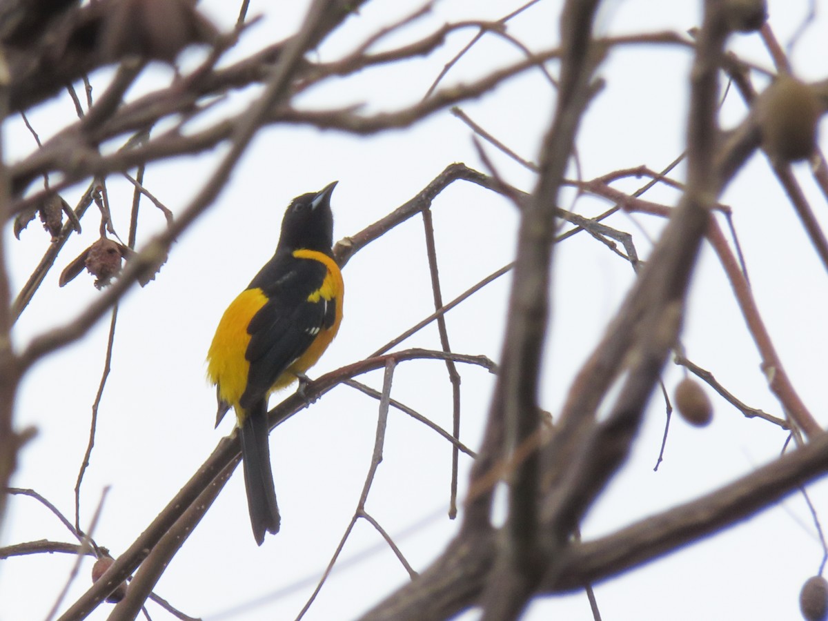 Bar-winged Oriole - ML620426145