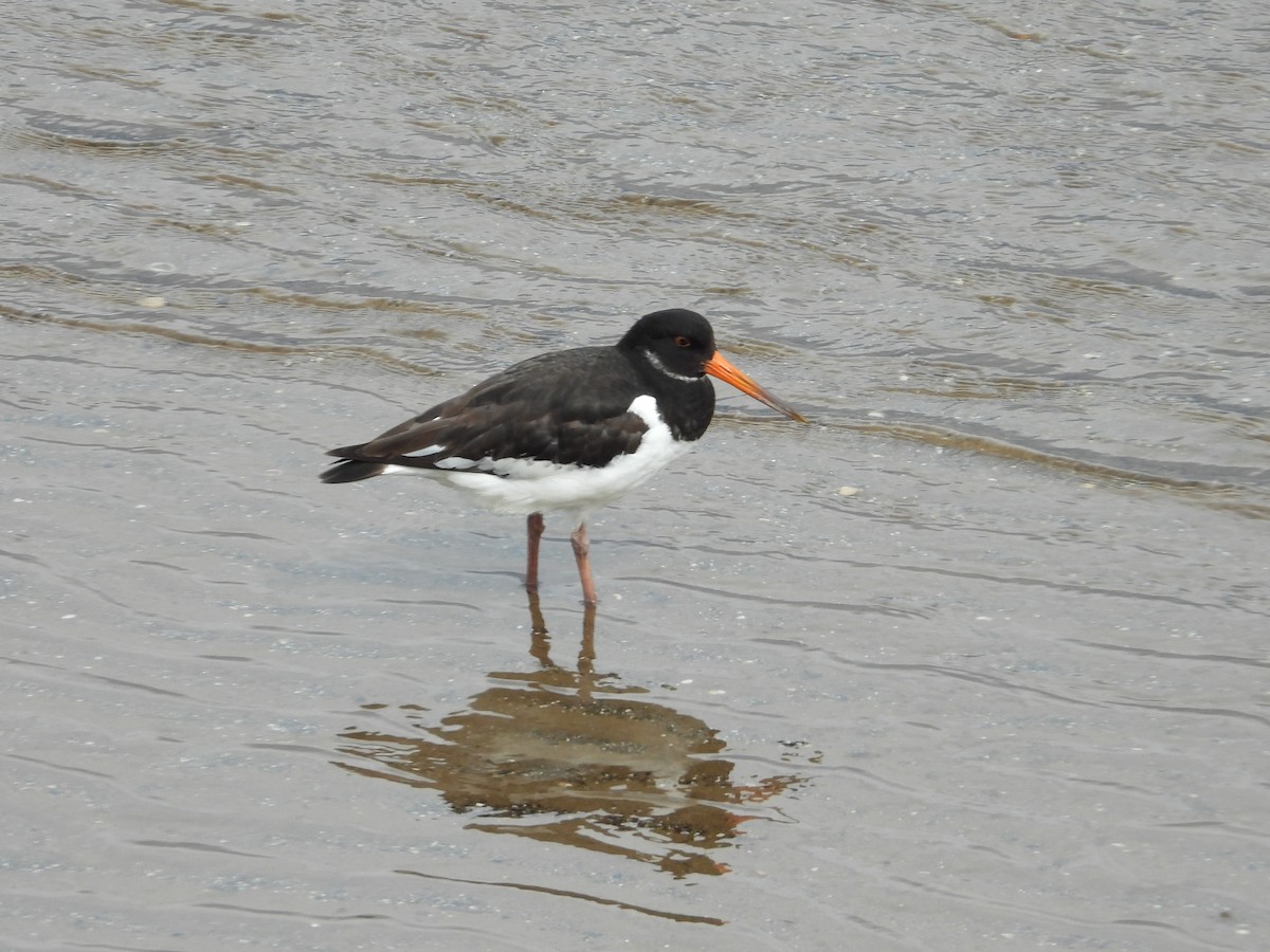 Eurasian Oystercatcher - ML620426147