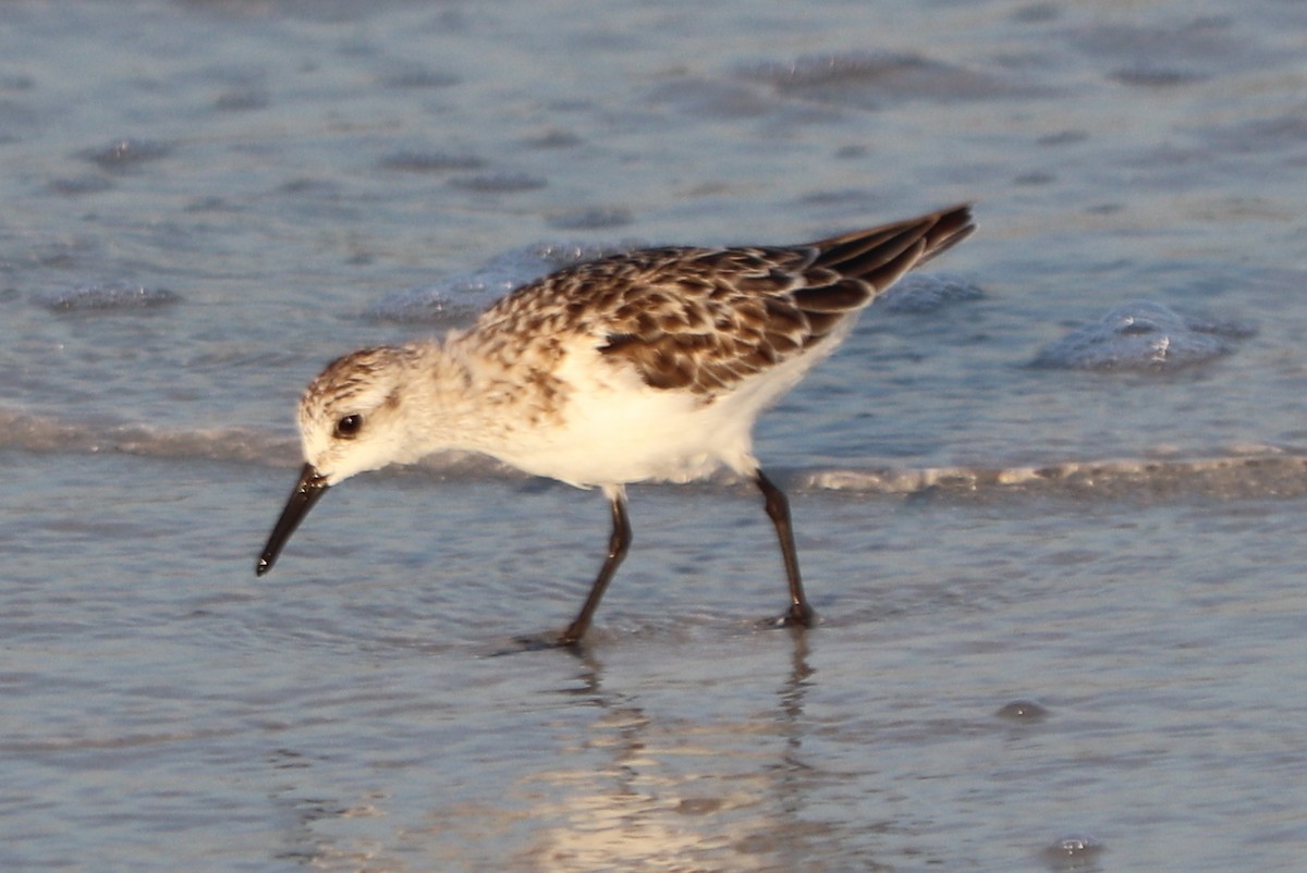 Bécasseau sanderling - ML620426158