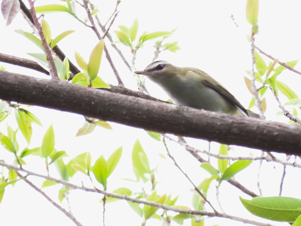 Red-eyed Vireo - Carlos Funes