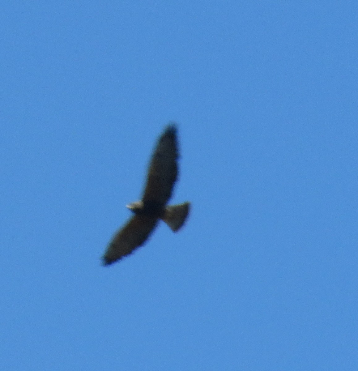 Swainson's Hawk - ML620426164