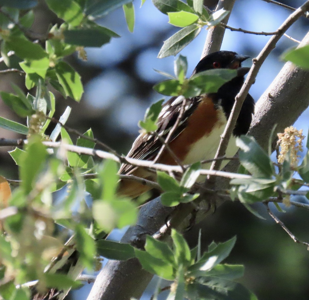 Spotted Towhee - ML620426171