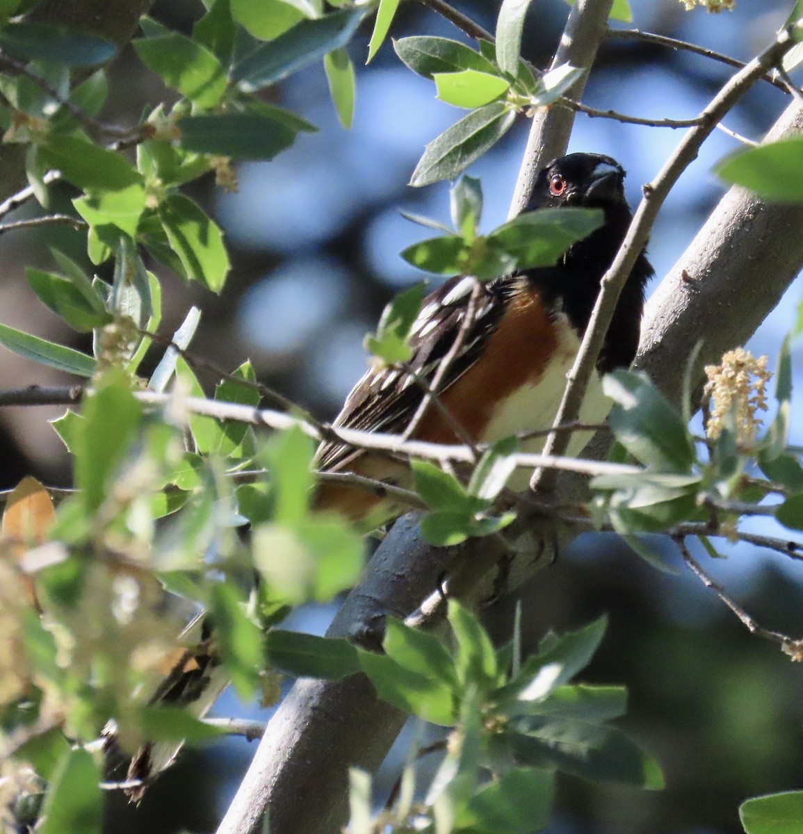 Spotted Towhee - ML620426173