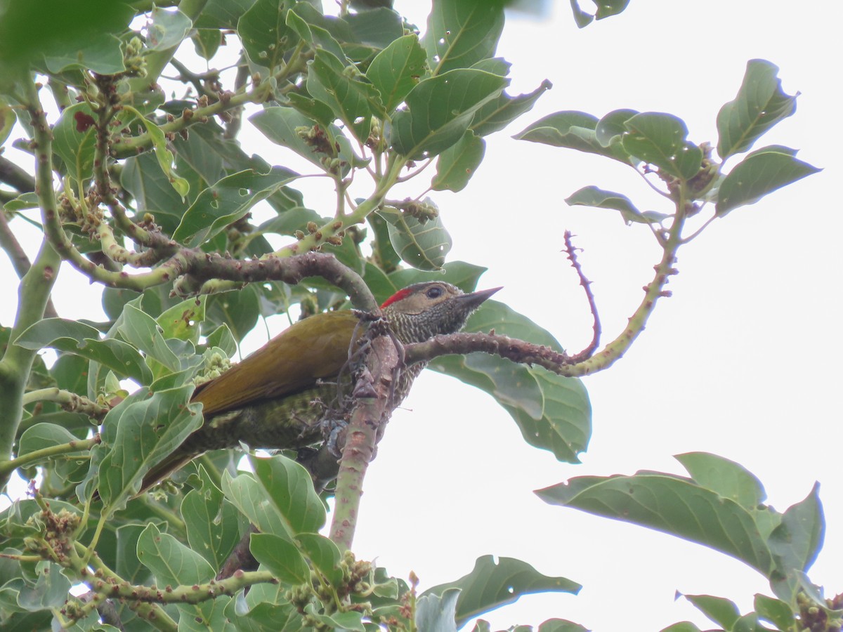 Golden-olive Woodpecker - ML620426175