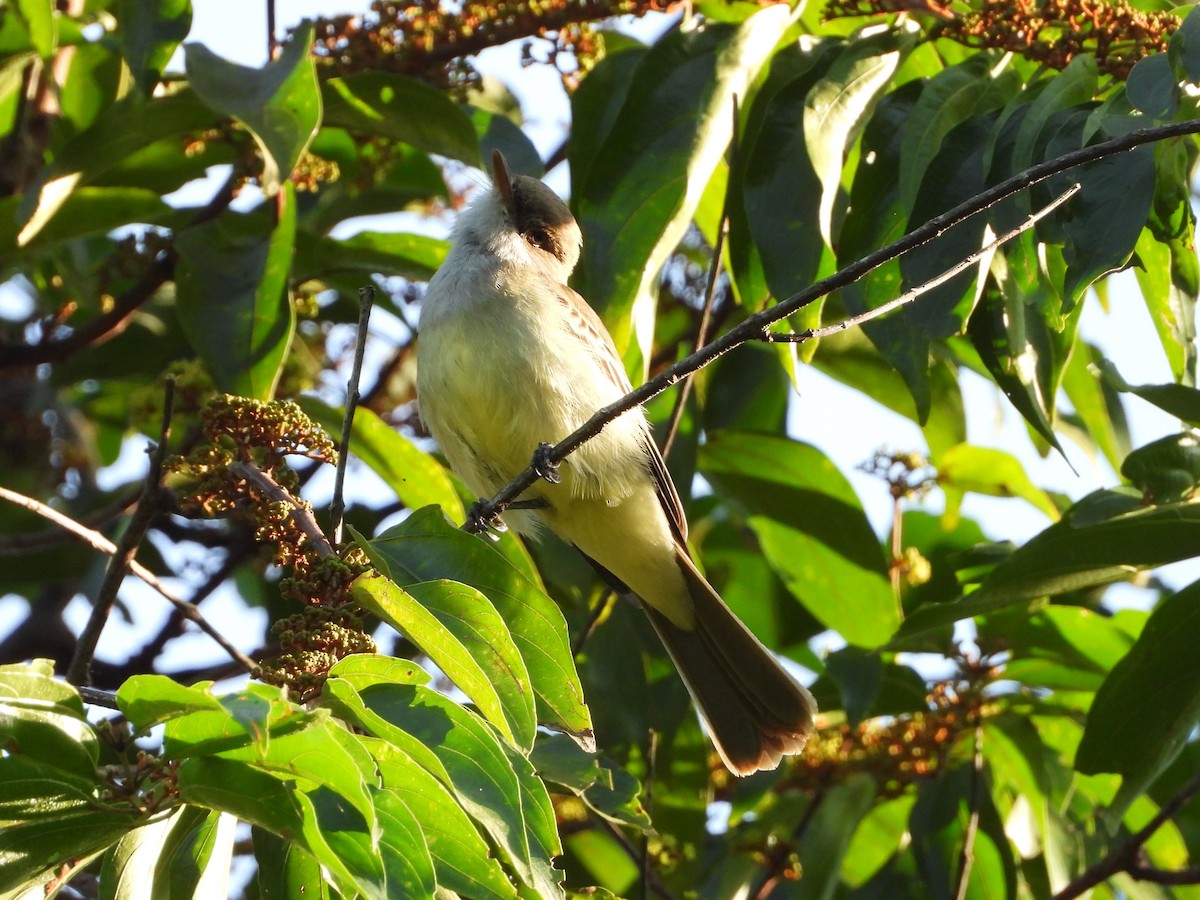 Swainson's Flycatcher - ML620426182