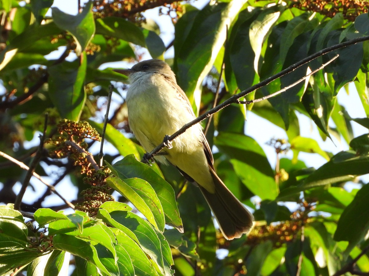 Swainson's Flycatcher - ML620426185