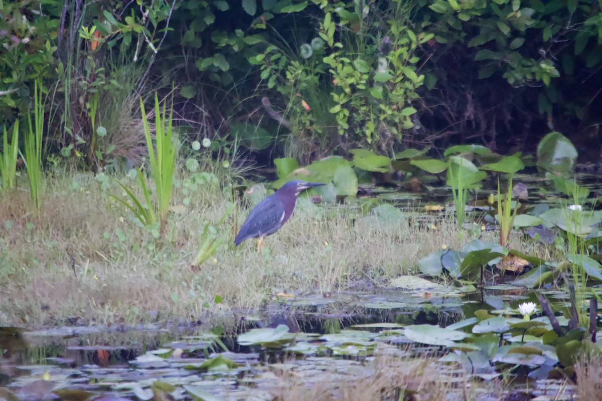 Green Heron - ML620426191