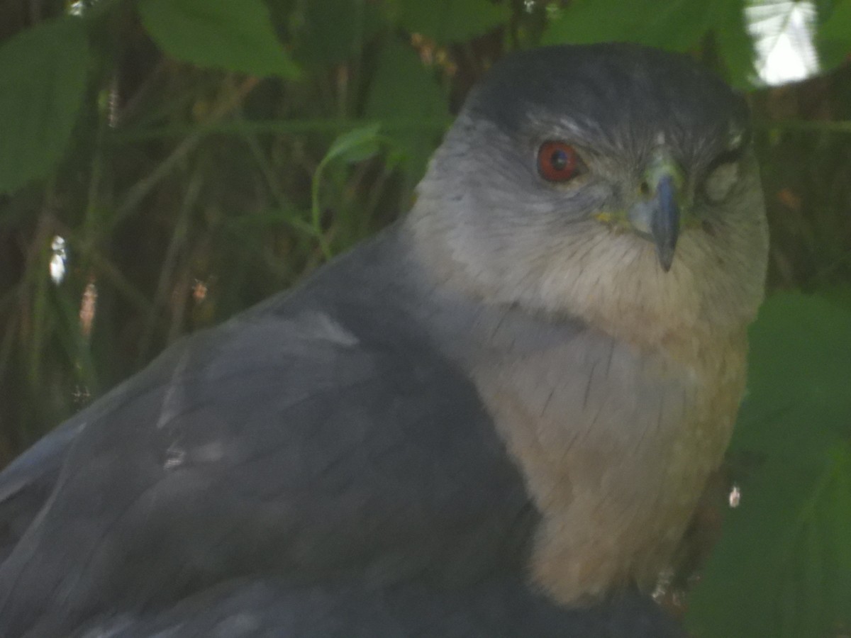 Cooper's Hawk - ML620426192