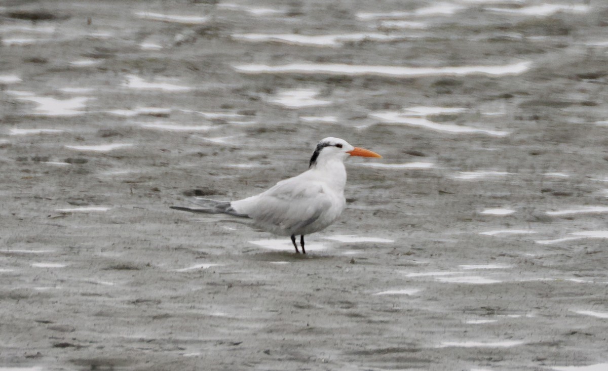 Royal Tern - ML620426194