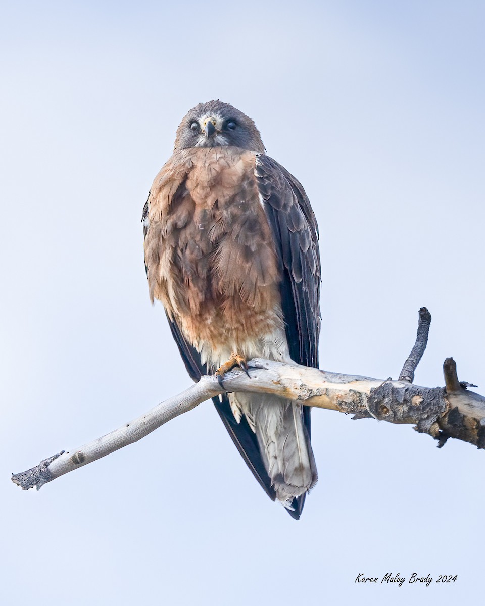 Swainson's Hawk - ML620426197