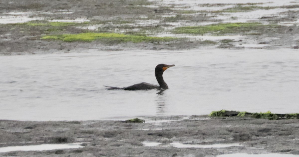 Cormorán Orejudo - ML620426200