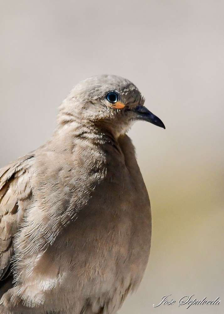 Black-winged Ground Dove - ML620426202