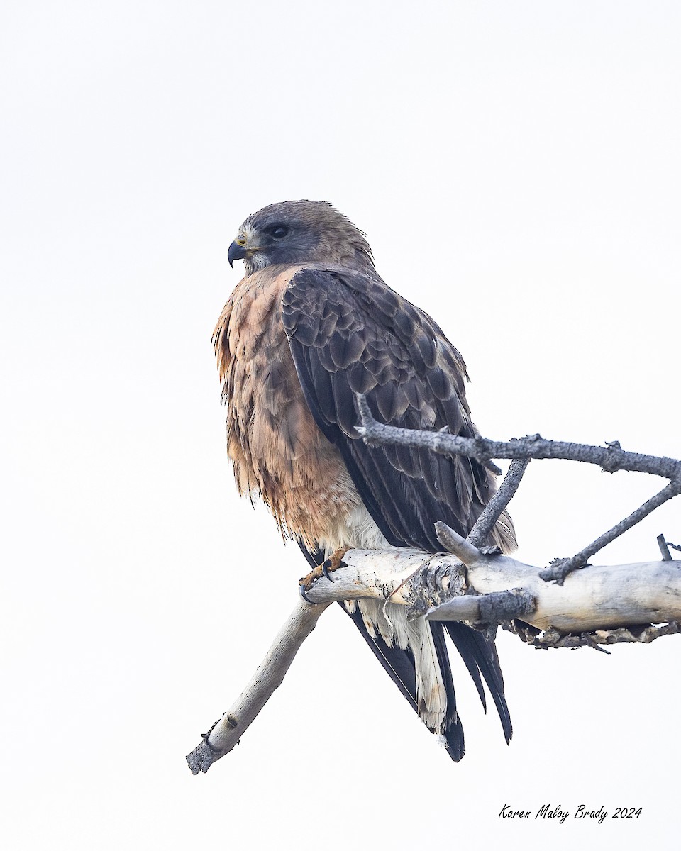 Swainson's Hawk - ML620426210