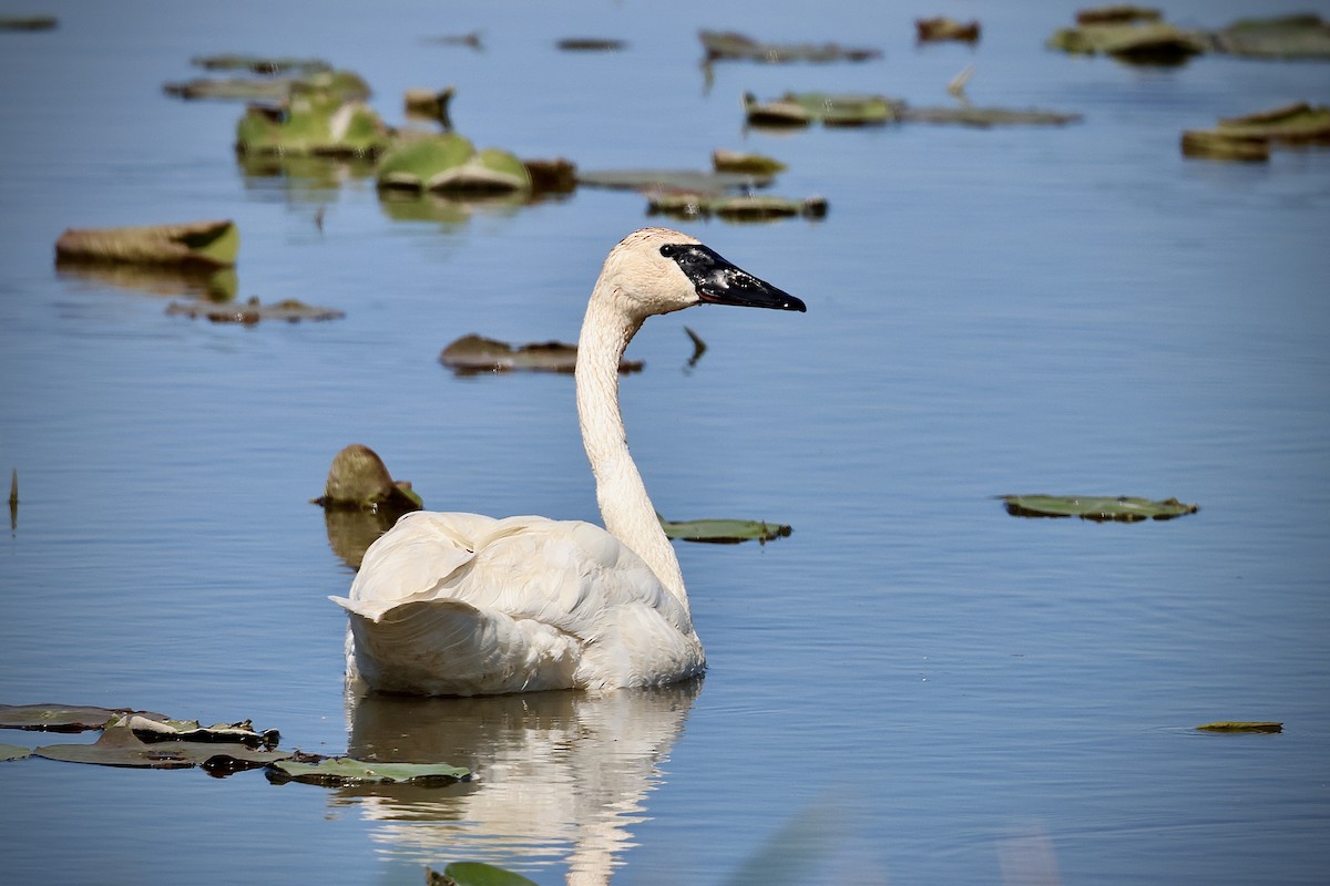 Trumpeter Swan - ML620426211