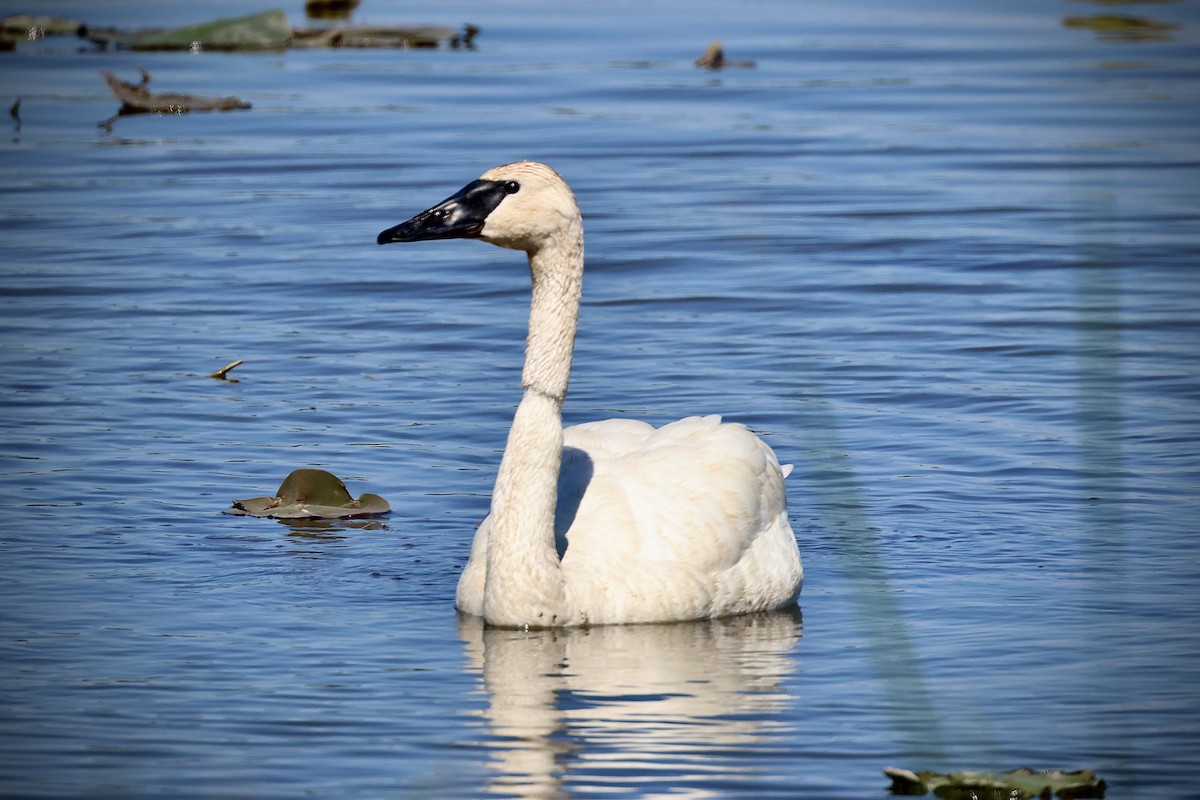 Cygne trompette - ML620426212