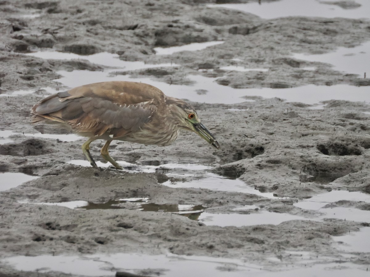 Black-crowned Night Heron - ML620426215