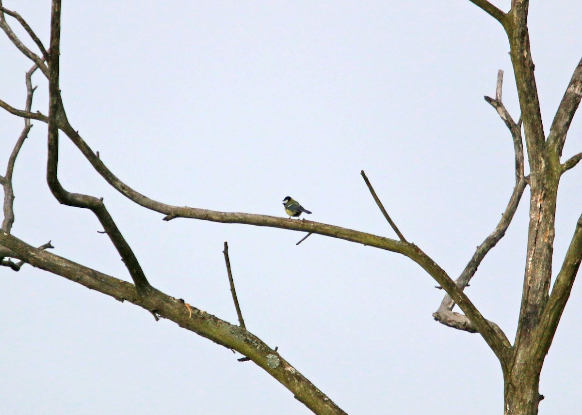 Great Tit - ML620426219