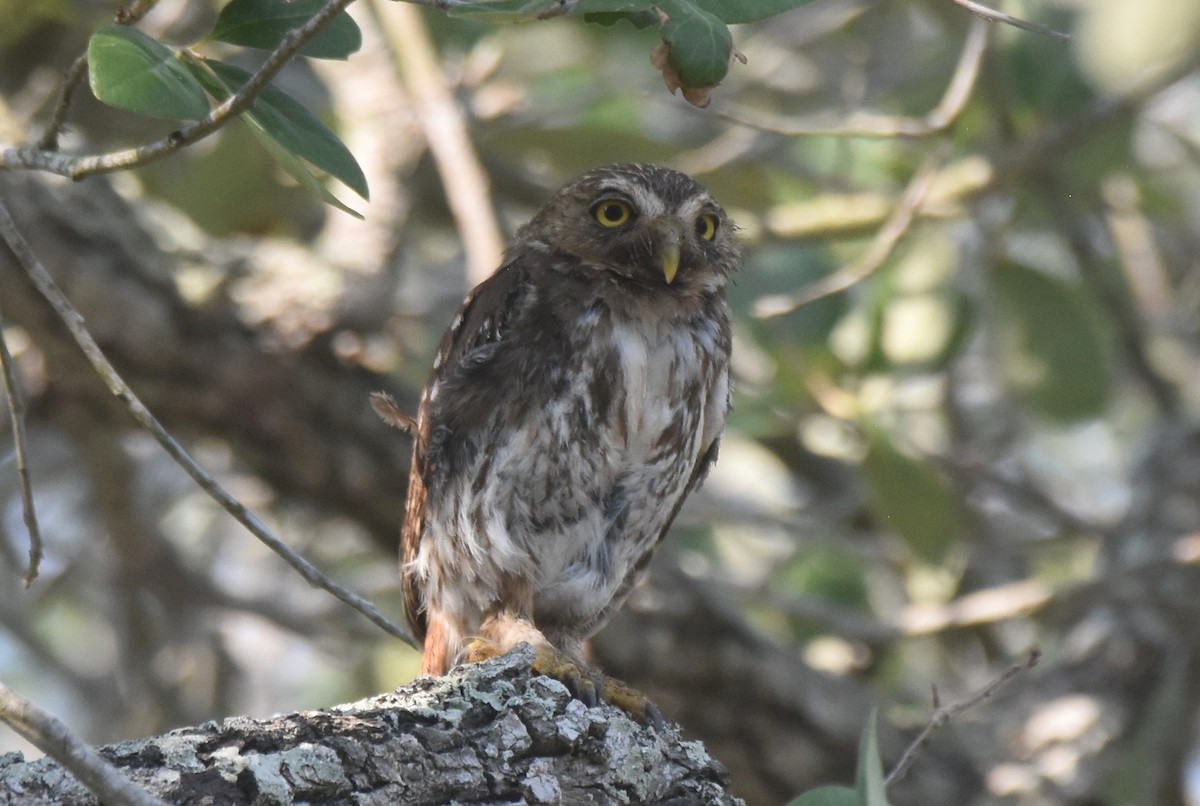 Ferruginous Pygmy-Owl - ML620426224