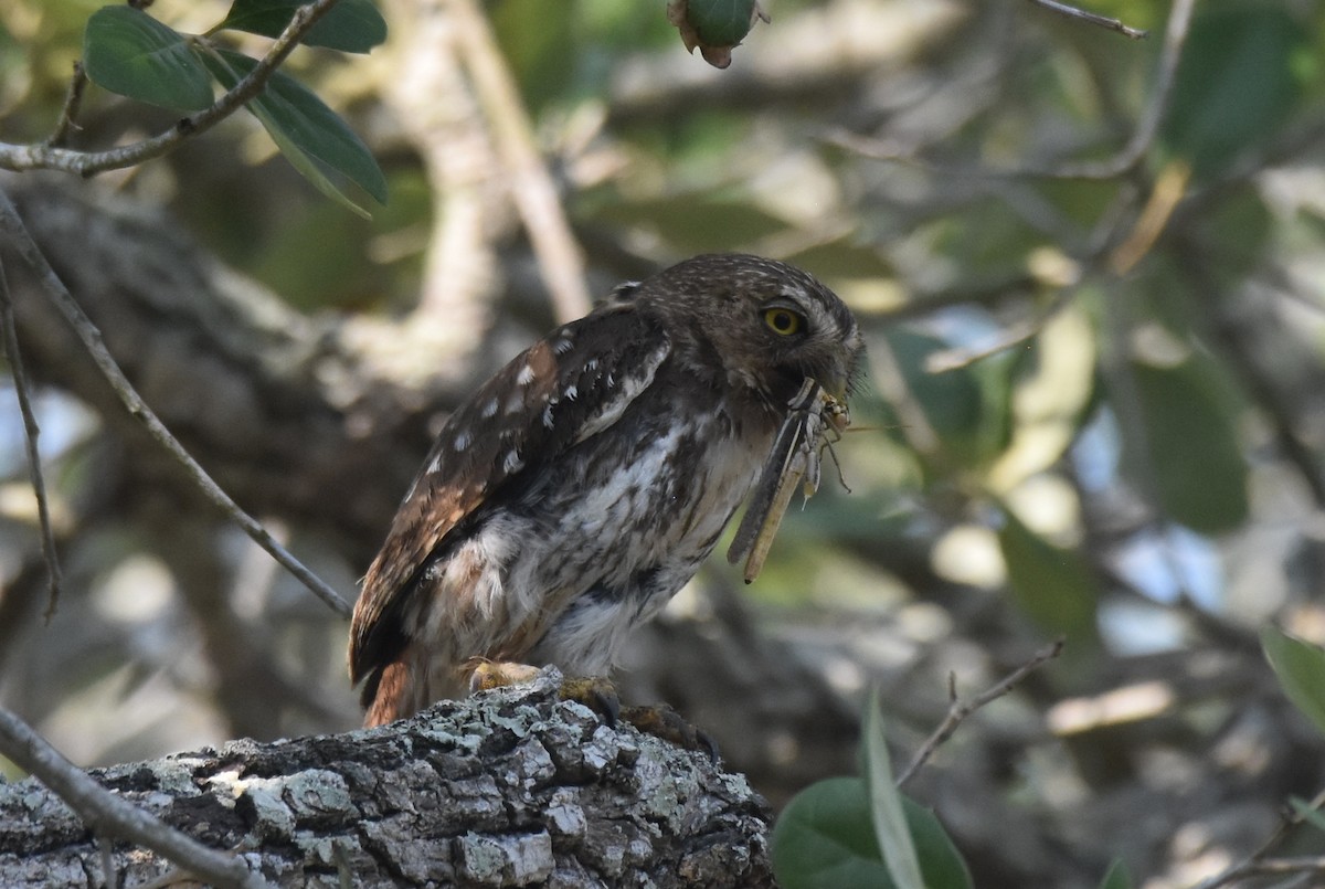 Ferruginous Pygmy-Owl - ML620426228