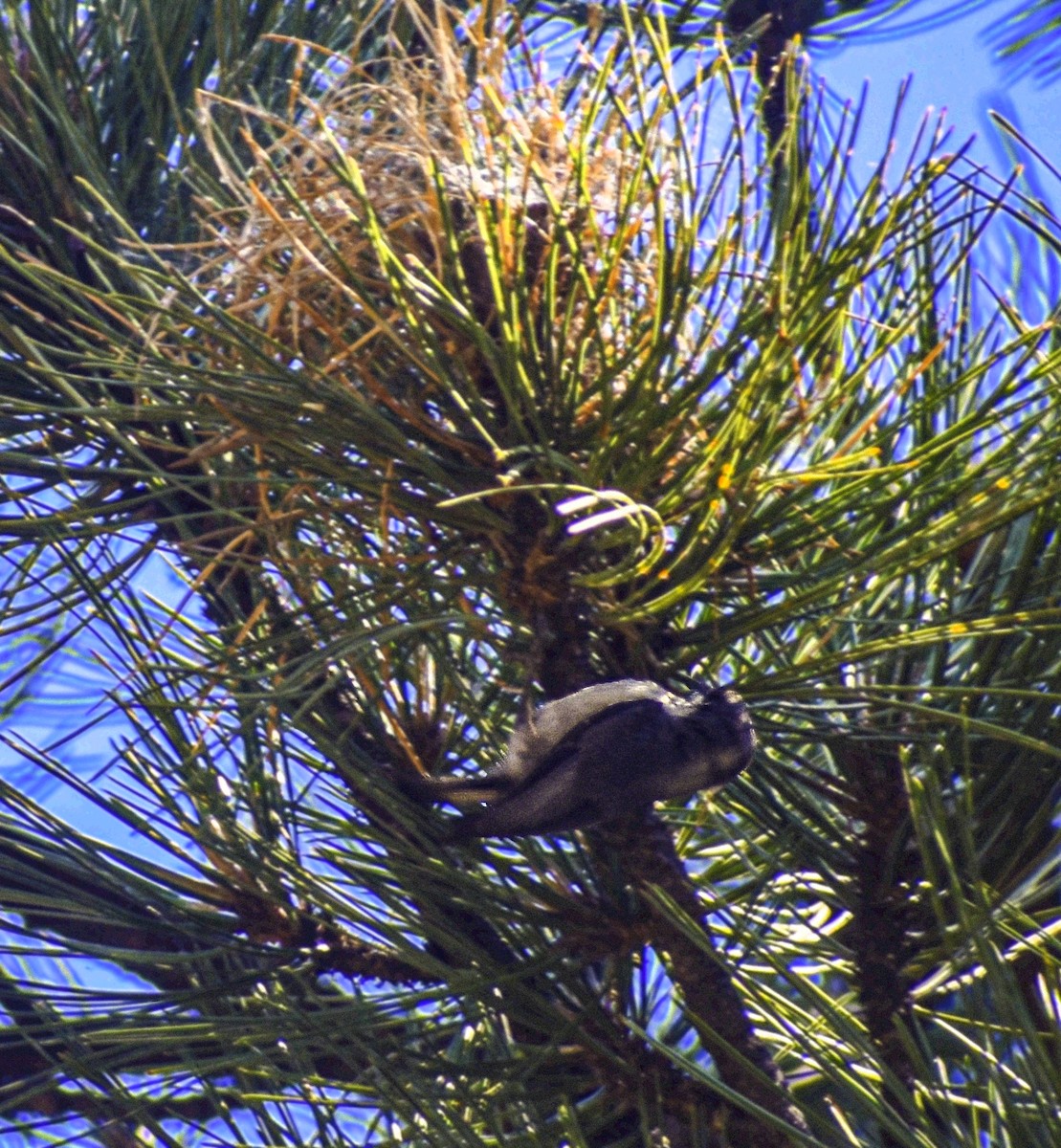 Pygmy Nuthatch - ML620426239