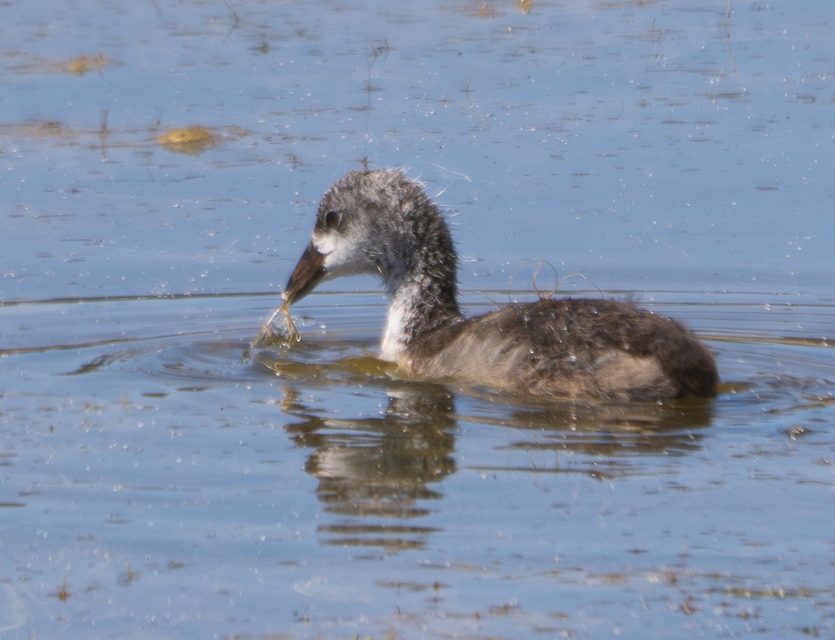 American Coot - ML620426242