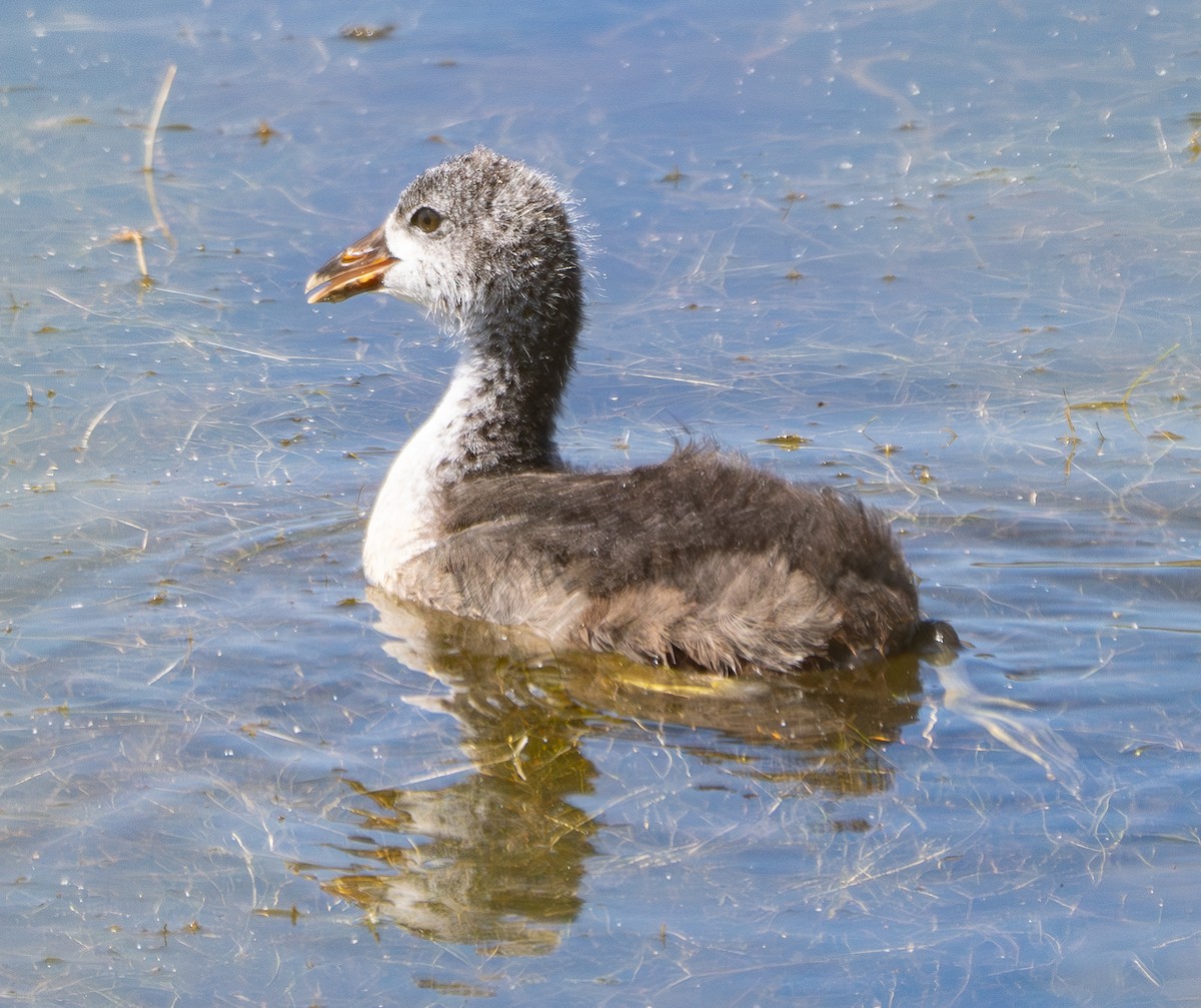 American Coot - ML620426244