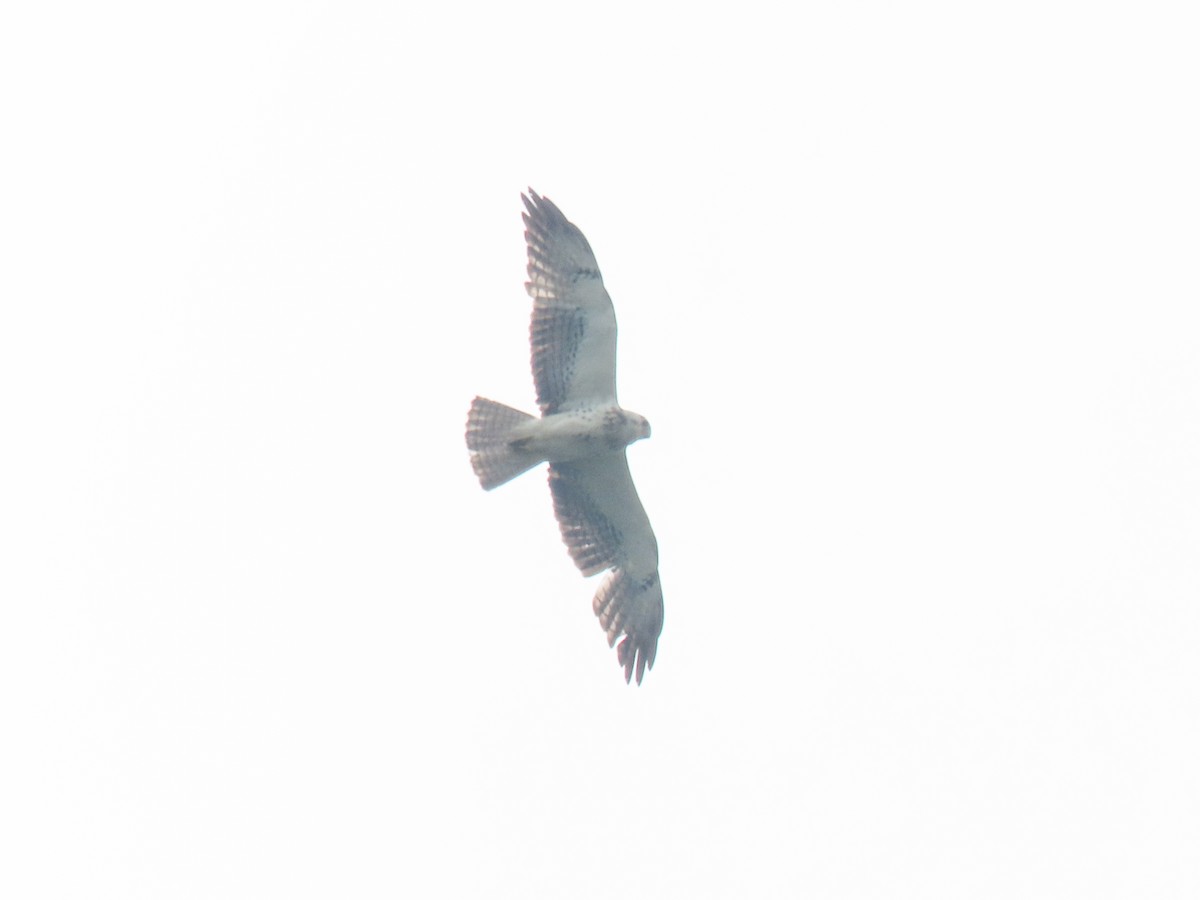 Swainson's Hawk - ML620426247