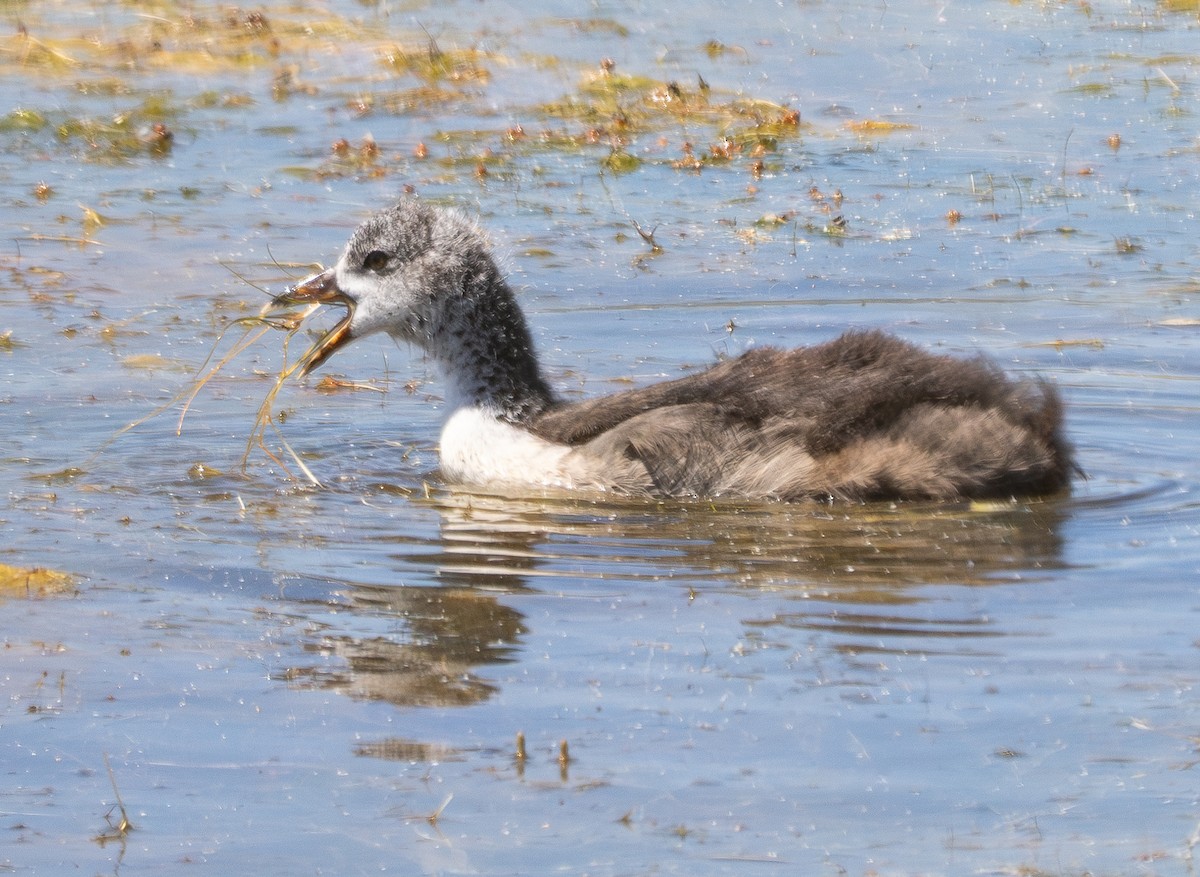 American Coot - ML620426251