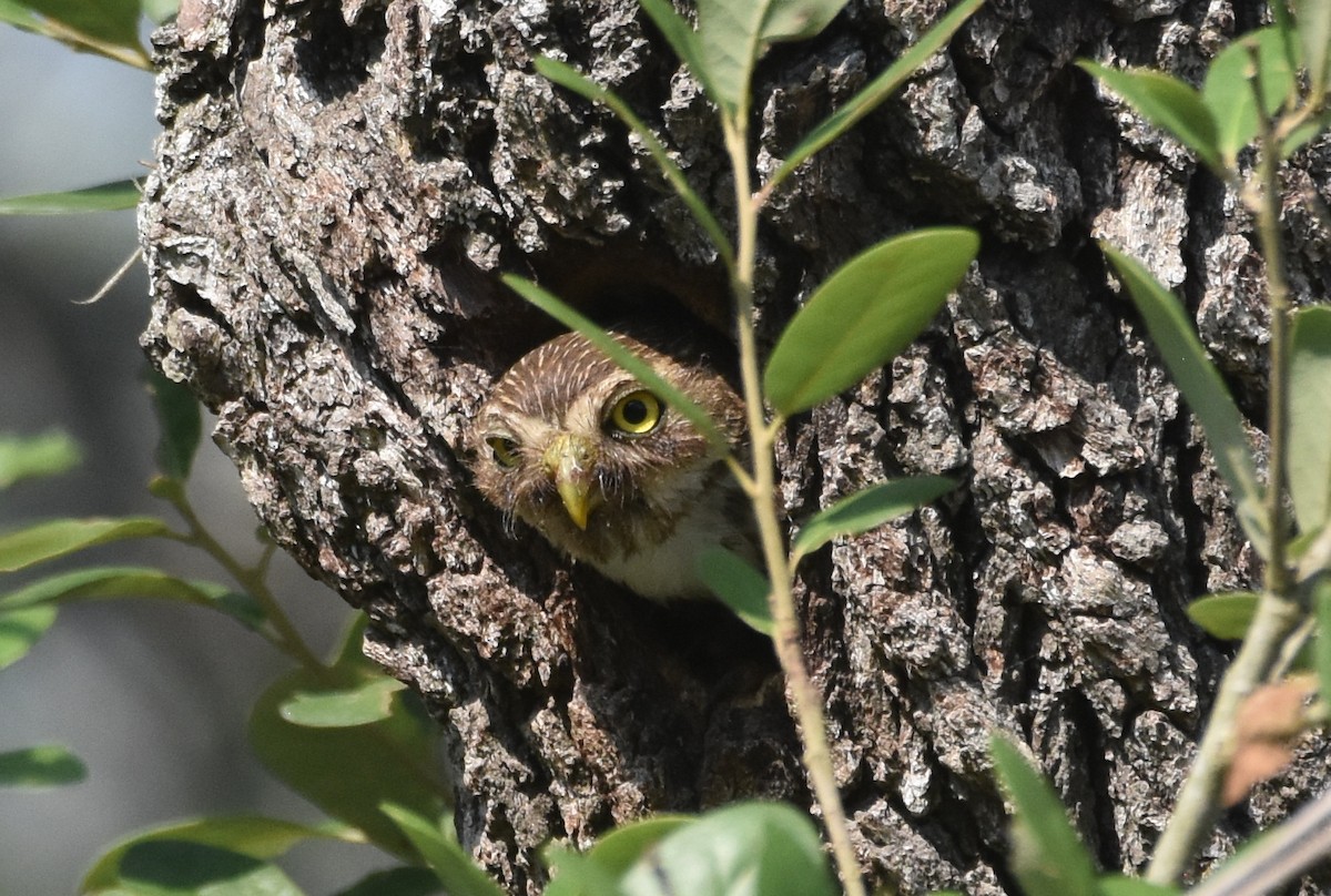 Ferruginous Pygmy-Owl - ML620426253