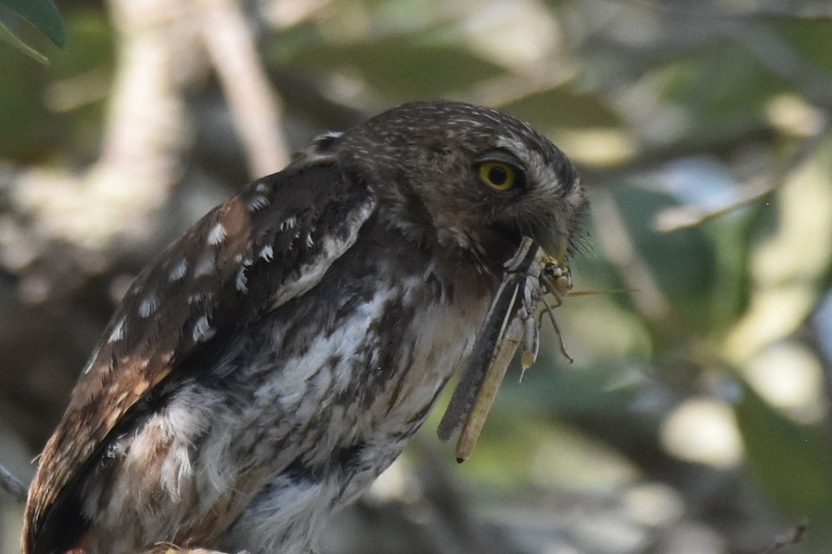 Ferruginous Pygmy-Owl - ML620426254