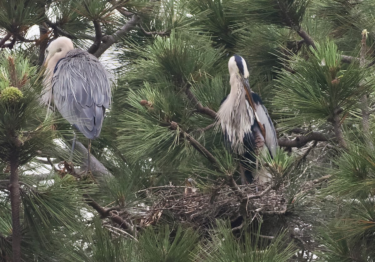 Great Blue Heron - ML620426255