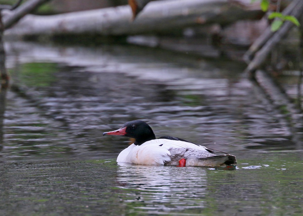 Common Merganser - ML620426258