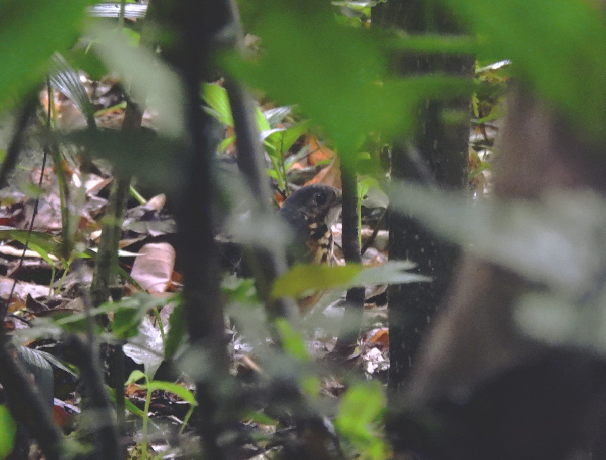 Streak-chested Antpitta - ML620426260