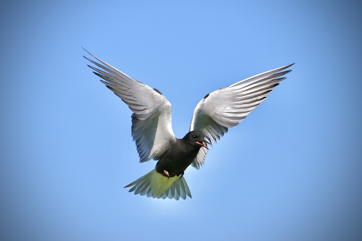 Black Tern - ML620426265