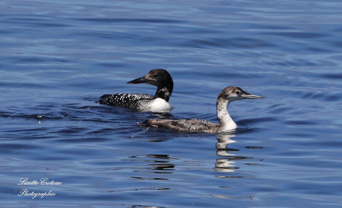 Common Loon - ML620426273