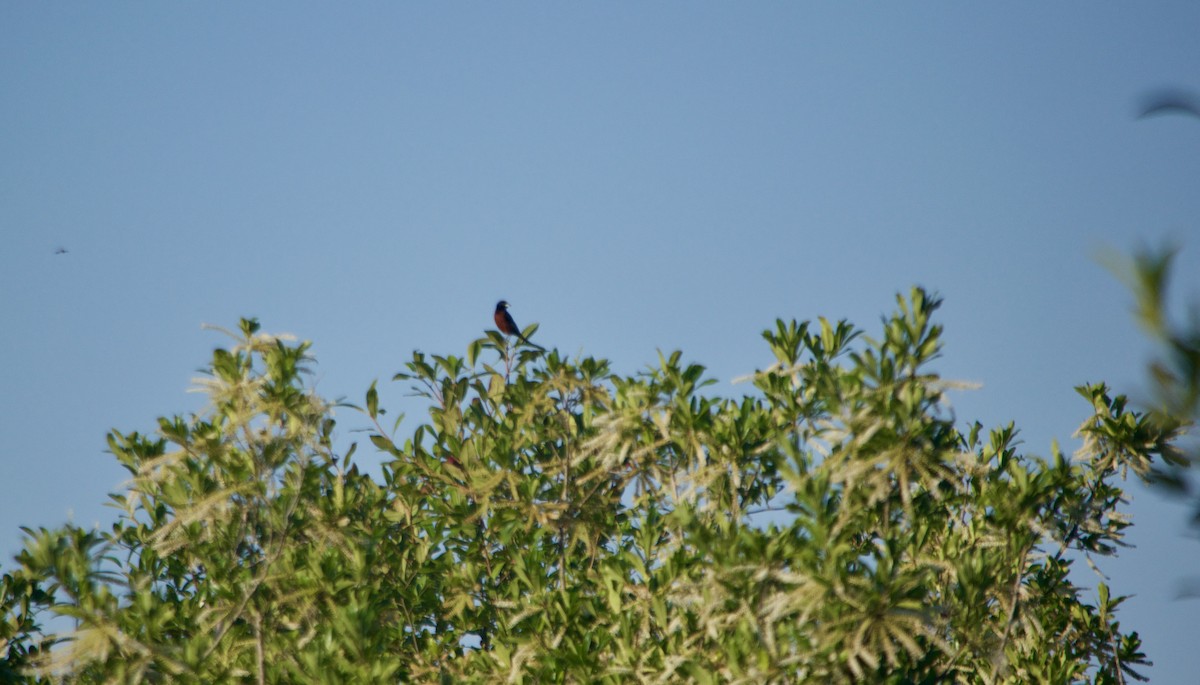 Orchard Oriole - ML620426274