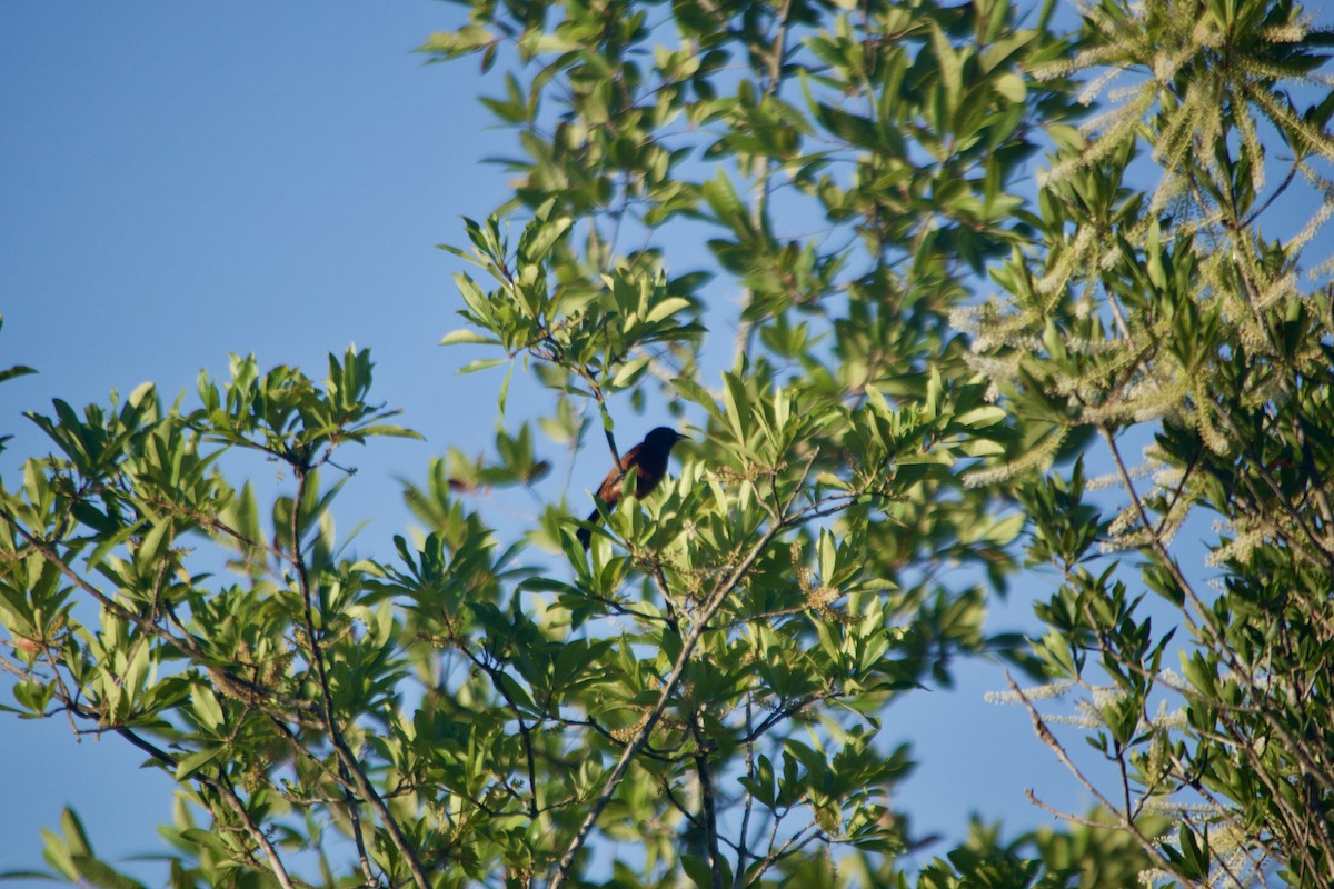 Orchard Oriole - ML620426275