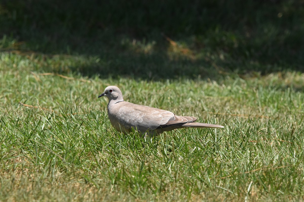 Eurasian Collared-Dove - ML620426280