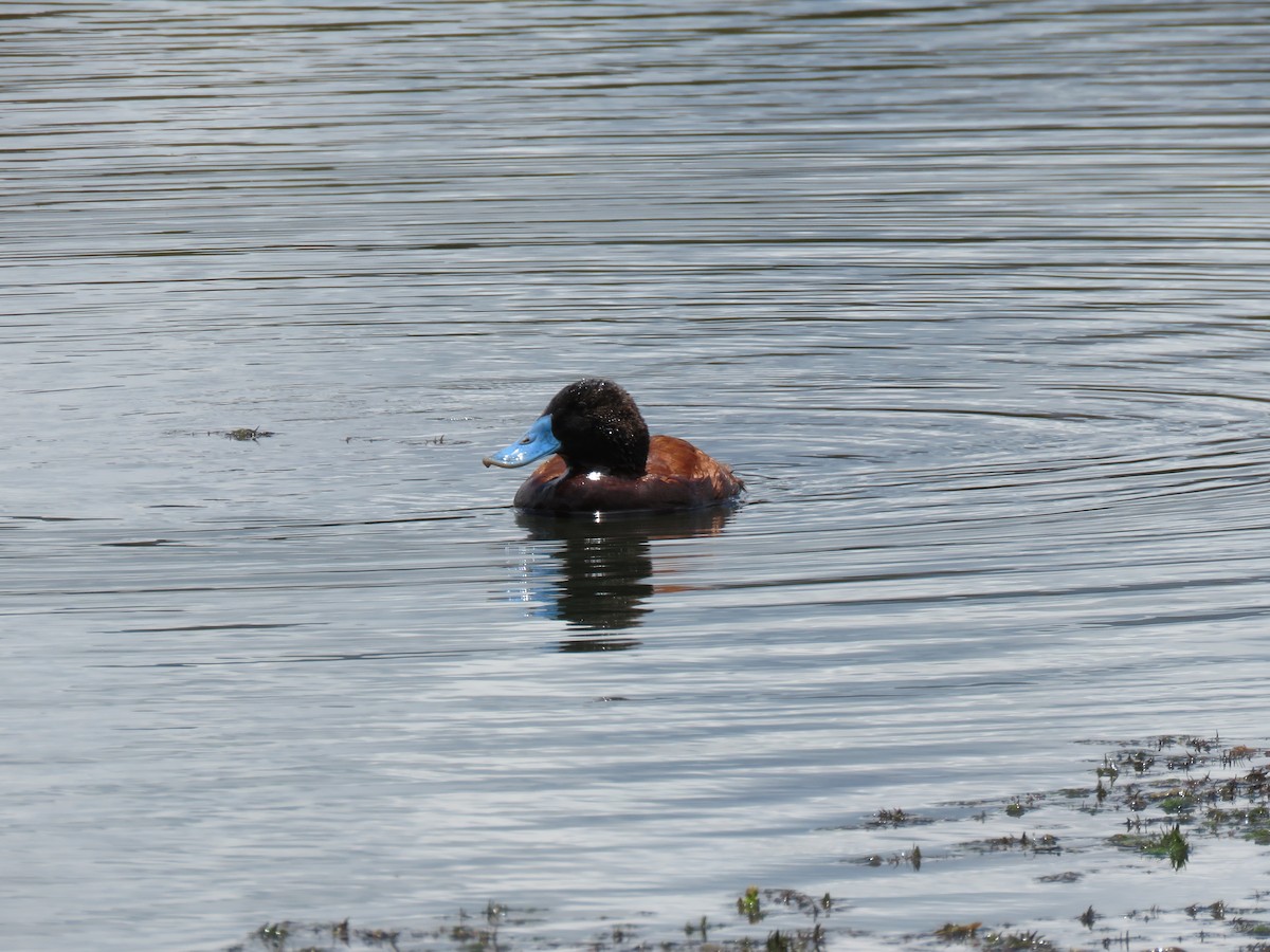 Andean Duck - ML620426281