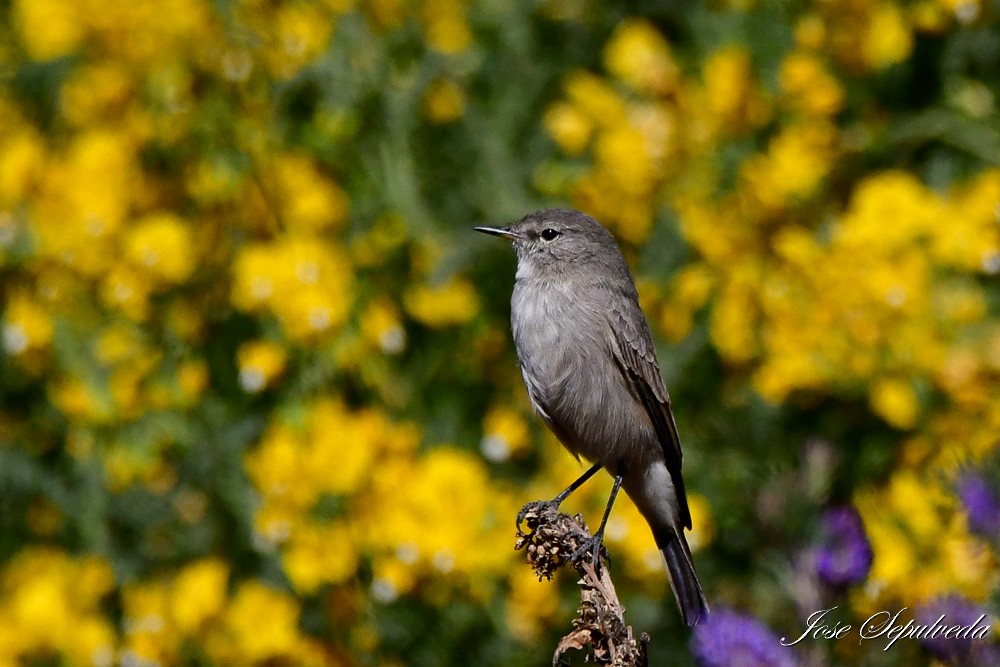 Spot-billed Ground-Tyrant - ML620426282