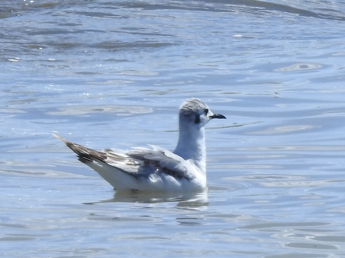 Mouette de Bonaparte - ML620426283