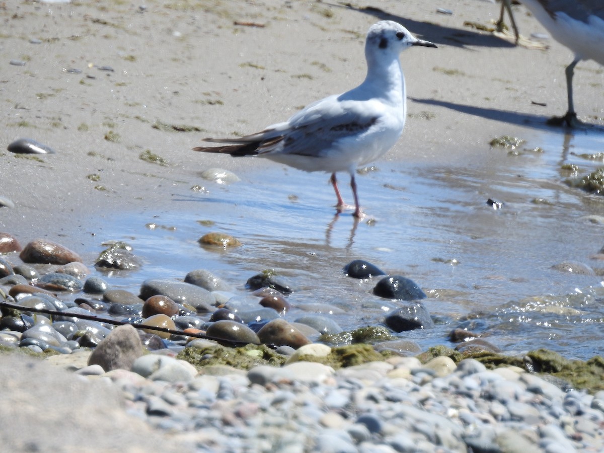 Mouette de Bonaparte - ML620426284