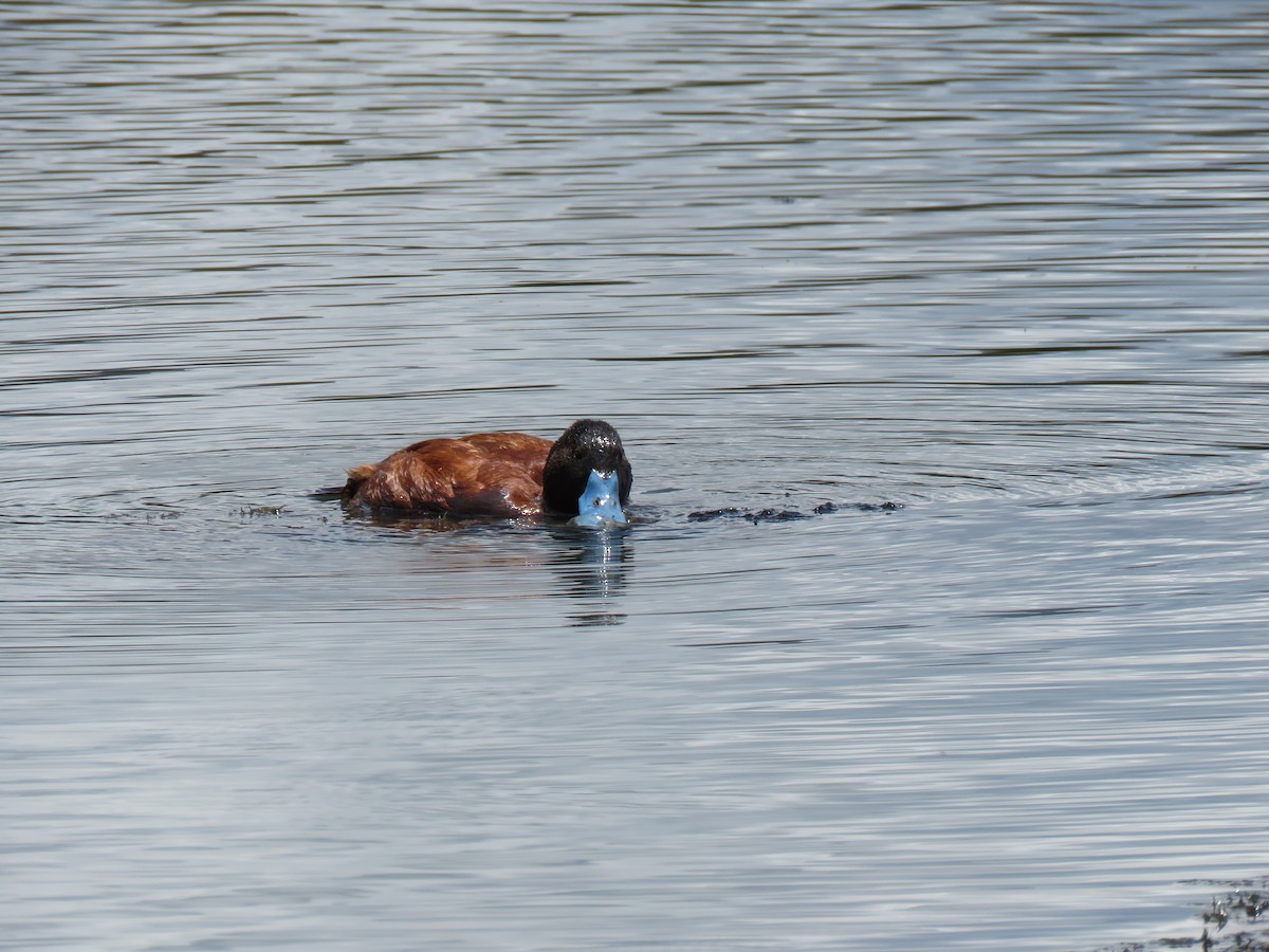 Andean Duck - ML620426288