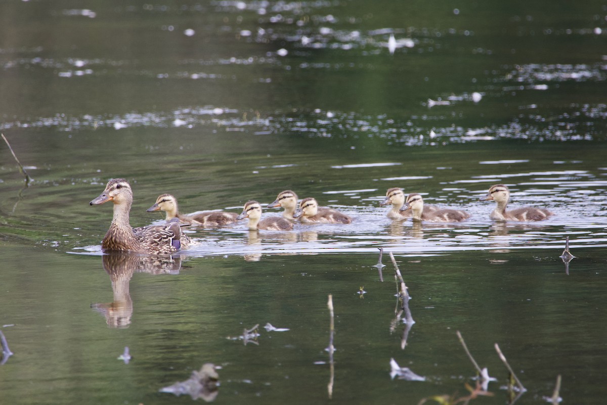 Canard colvert - ML620426291