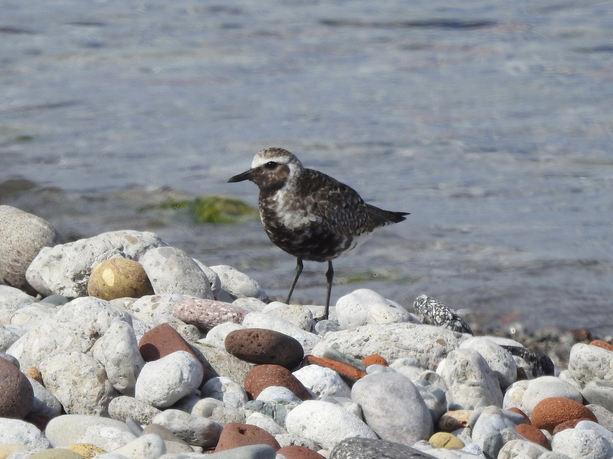 Black-bellied Plover - ML620426294