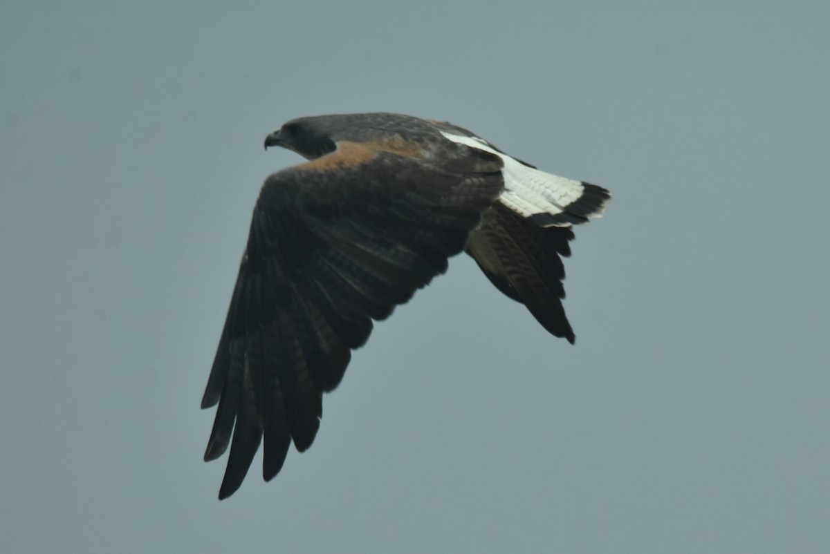 White-tailed Hawk - ML620426304