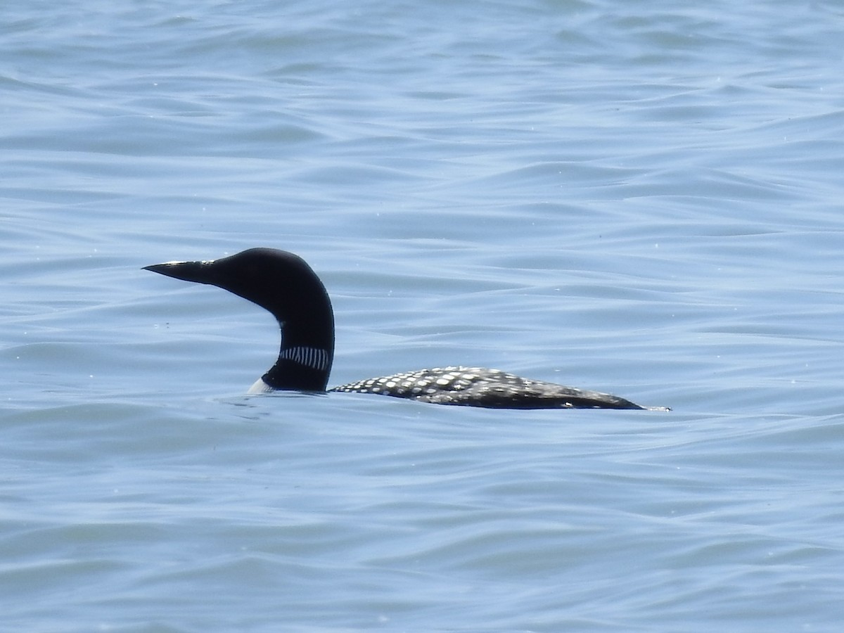 Common Loon - ML620426306